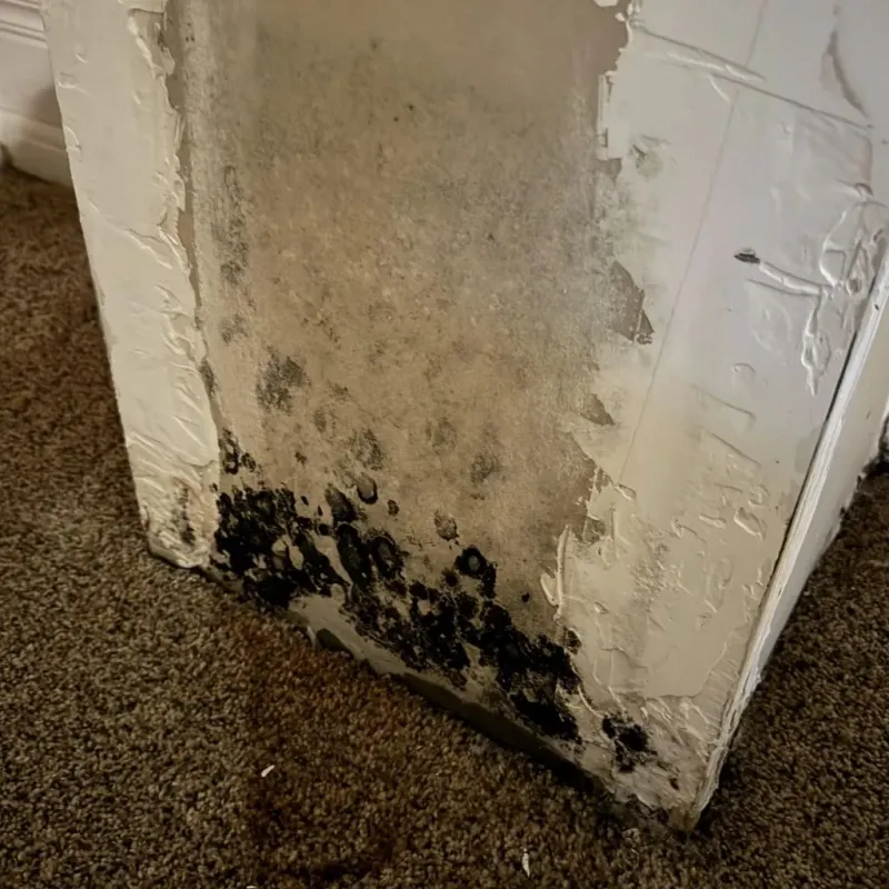 Professional Mold Removal in Chandler, OK